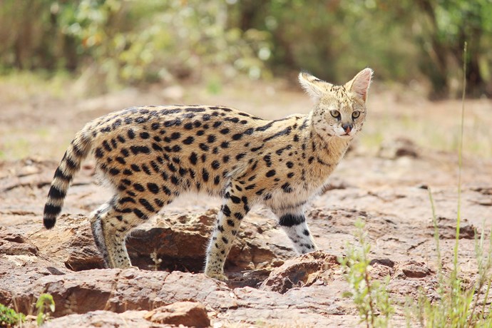 B Safari 16
