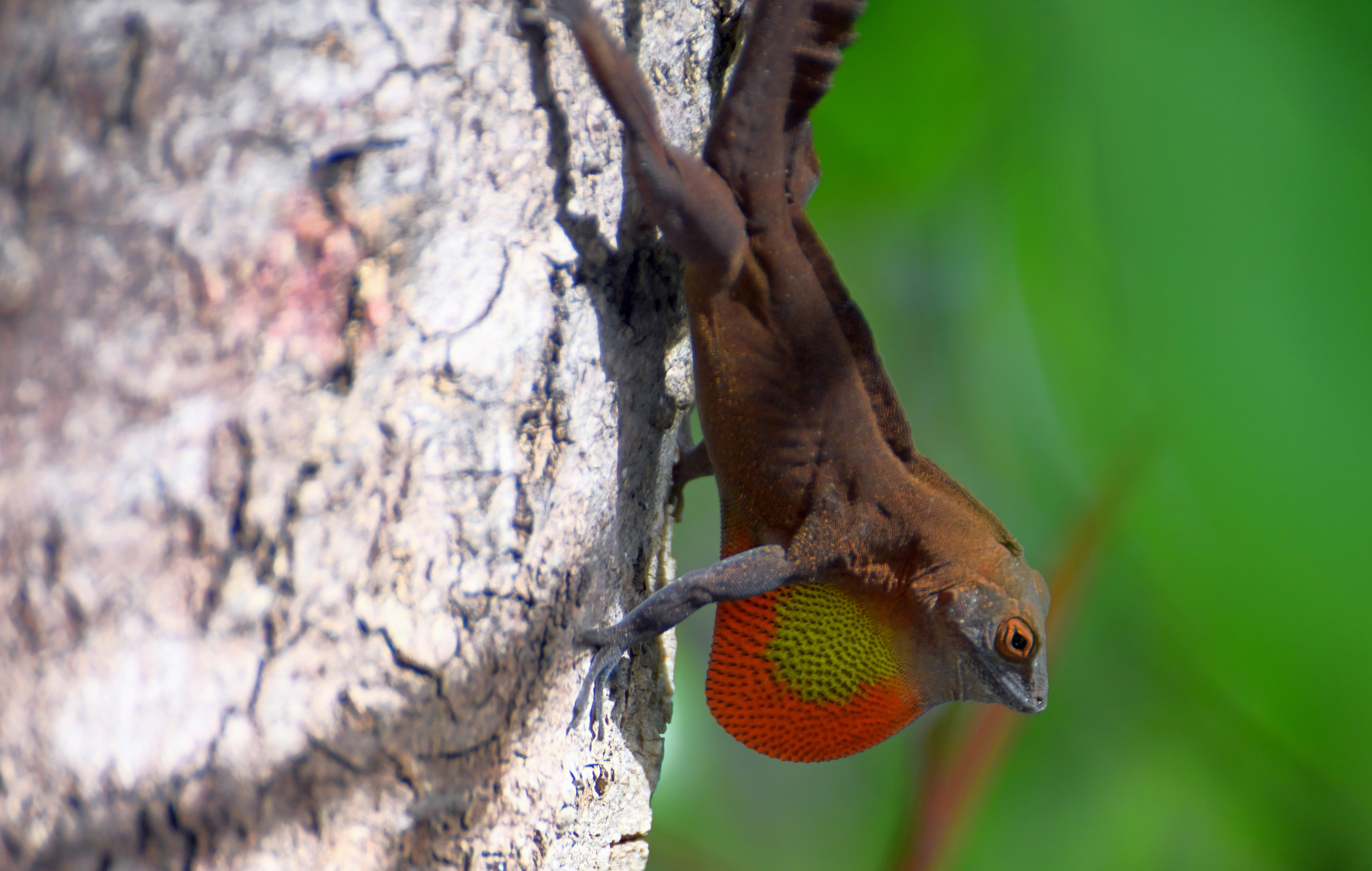 Lizard