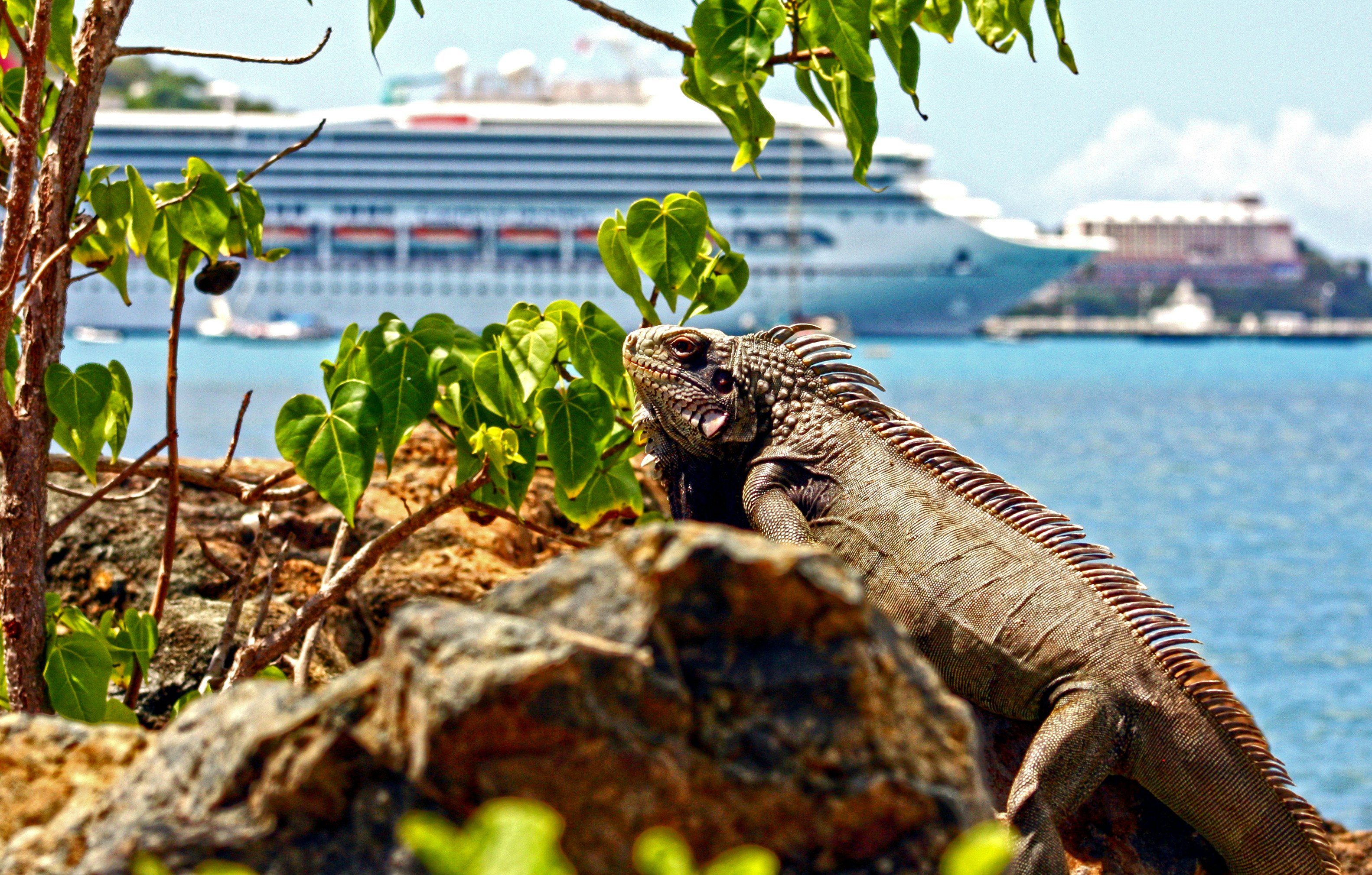 Iguana