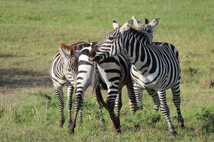 B Safari 9