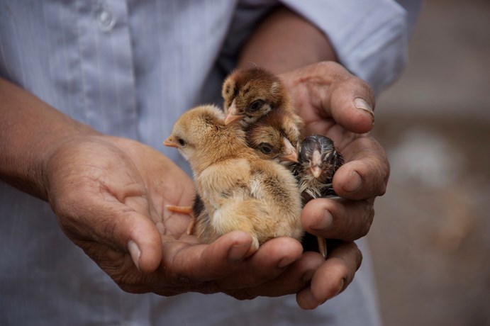 PARCE Kyllingdame M Familie NRM 05503 1920 Foto Audun Nedrelid