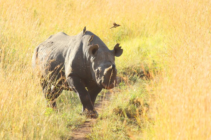B Safari